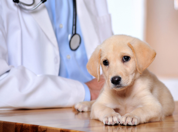 Irwindale, Los Angeles County, CA Pet Clinic Insurance